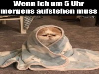 Der Morgenmuffel in voller Pracht