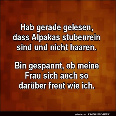 Alpaka-Haustiertr&auml;ume-in-der-Ehe.jpg von Justus2002