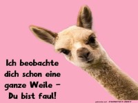 Alpaka-Alarm: Faulheit entdeckt!