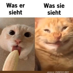 Das-Banane-Drama-aus-Katzensicht.jpg von Nachtstern