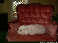 zum Geburtstag kommen