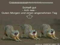 Guten Morgen