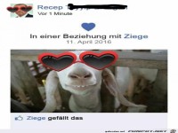 Ziege gef�llt das