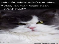 Bist du schon wieder mde?