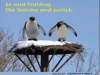 St�rche sind zur�ck