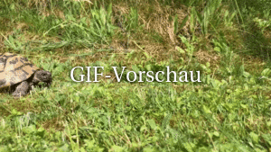 Schildkröte