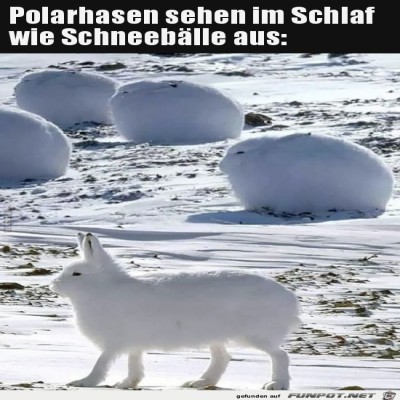 Polarhasen.jpg von Sweetheart