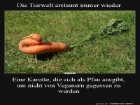 Die Tierwelt erstaunt immer wieder