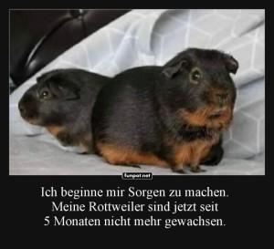 fun-Bild: Zwei süße Meerschweinchen auf dem Sofa