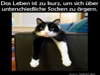 Entspannte Katze auf dem Sofa