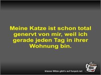 Meine Katze ist schon total genervt von mir