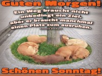 Sonntagsspaziergang im Hunde-Kreisverkehr