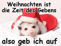 Opossum gibt an Weihnachten auf
