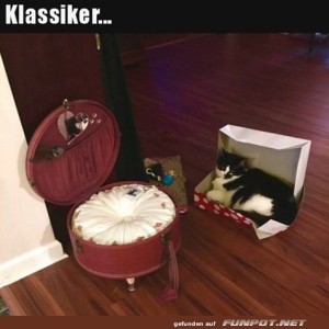 So-sind-die-Katzen.jpg von Clarissa