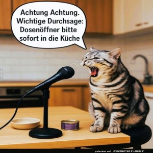 fun-Bild: Katzenkonferenz: Die ultimative Ansage!