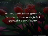 Tulpen-Poesie: Zen im Blumenbeet