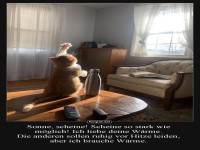 Wenn Katzen Sonnenanbeter werden