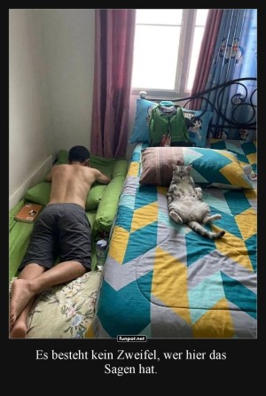Katzenchef-gibt-den-Ton-an.jpg auf www.funpot.net