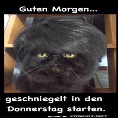 Wenn-die-Katze-eleganter-aussieht-als-du.jpg von Liebeswolke