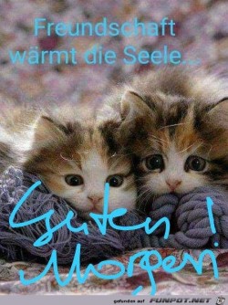 Guten-Morgen-Kätzchen.jpg auf www.funpot.net