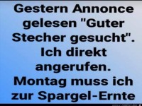 Guter Stecher gesucht