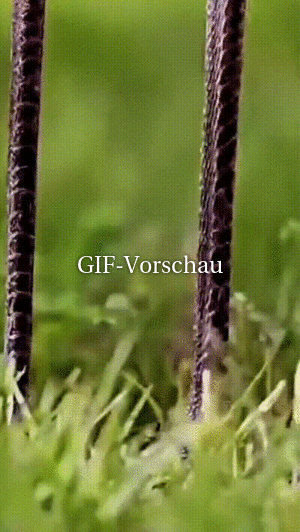 Was guckst du so?