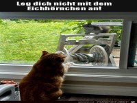 Katze und Eichh�rnchen