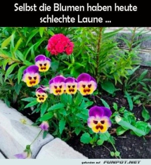 Die-Blumen-haben-schlechte-Laune.jpg auf www.funpot.net