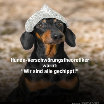 Hunde-mit-Aluminiumhut:-Die-Chip-Theorie.jpg von Caroline