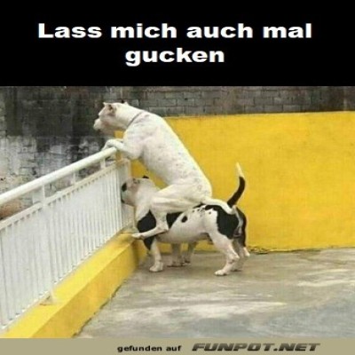 Lass-mich-auch-gucken.jpg von Tarik1967