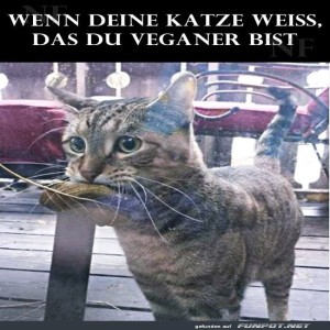 Katzen-ma�en-Veganer-Compliance-nicht-einhalten!.jpg von Josefin