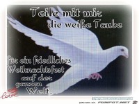 Teile mit mir die weisse Taube