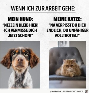 Unterschied-zwischen-Hund-und-Katze.jpg auf www.funpot.net