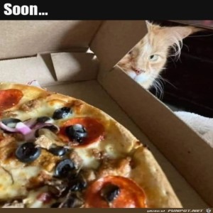 fun-Bild: Katze und Pizza
