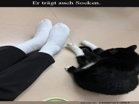 Sockenliebe zwischen Mensch und Katze