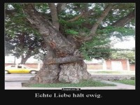 Umarmende Bäume als Symbol der ewigen Liebe