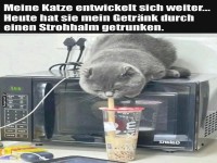 Katzenschlrf-Akrobatik