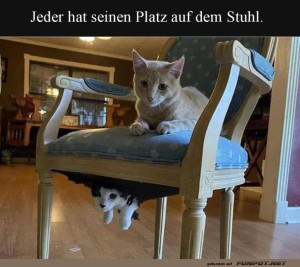 fun-Bild: Katzenclub: Stuhlkissen mit &Uuml;berraschung!
