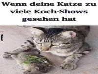 Katzen-Chefkoch am Werk!