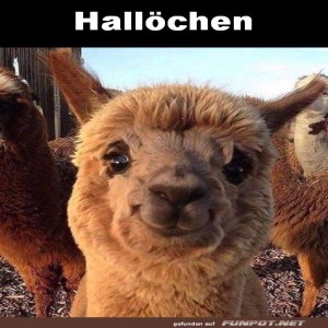 Alpaka-Gr��e-f�r-einen-flauschigen-Tag!.jpg von Tobias-1995