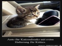 Auto f�r Katzenfreaks