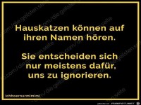 Hauskatzen