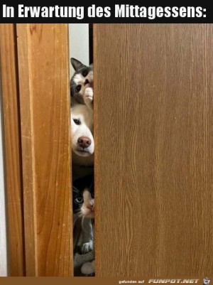 Warten-aufs-Mittagessen.jpg auf www.funpot.net