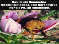 Eine Hummel