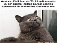 �berraschte Katze reagiert auf T�rl�uten