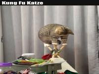 Katzenakrobatik auf M�belst�cken