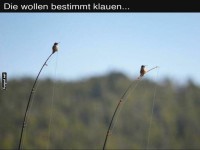 Vögel auf Verbrecherjagd