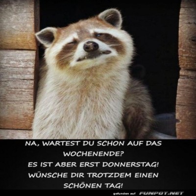 Waschb&auml;r-im-Wochenend-Wartezimmer.jpg von Bela