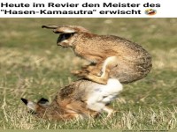 Hoppelige Yoga-Meister gesichtet!