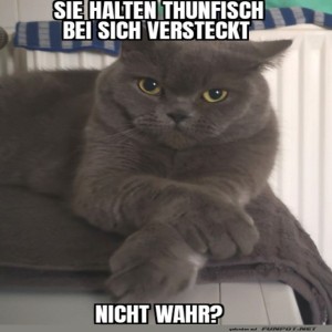 fun-Bild: Detektivkatze auf Thunfisch-Jagd